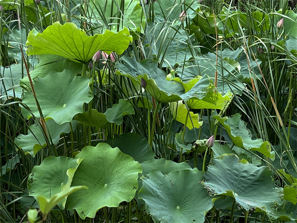 鸿源湖的荷花（去年）.jpg